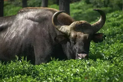 Ooty Queen of Hills Experience